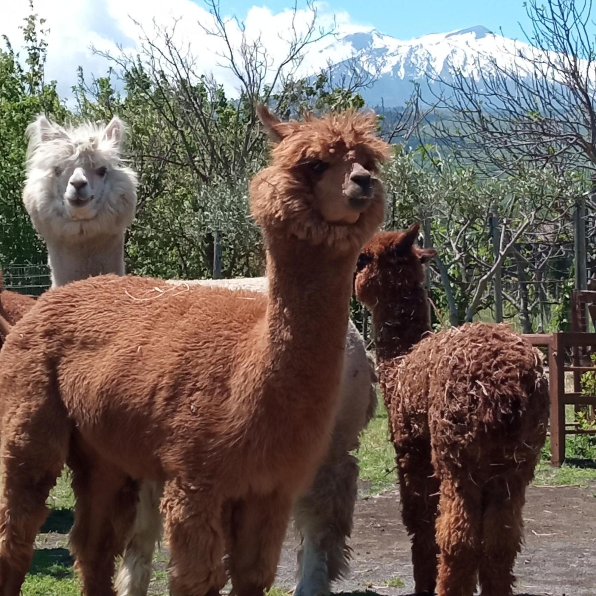 Alpaca Etna Rooms Da Mariagiovanna Лингуаглосса Экстерьер фото