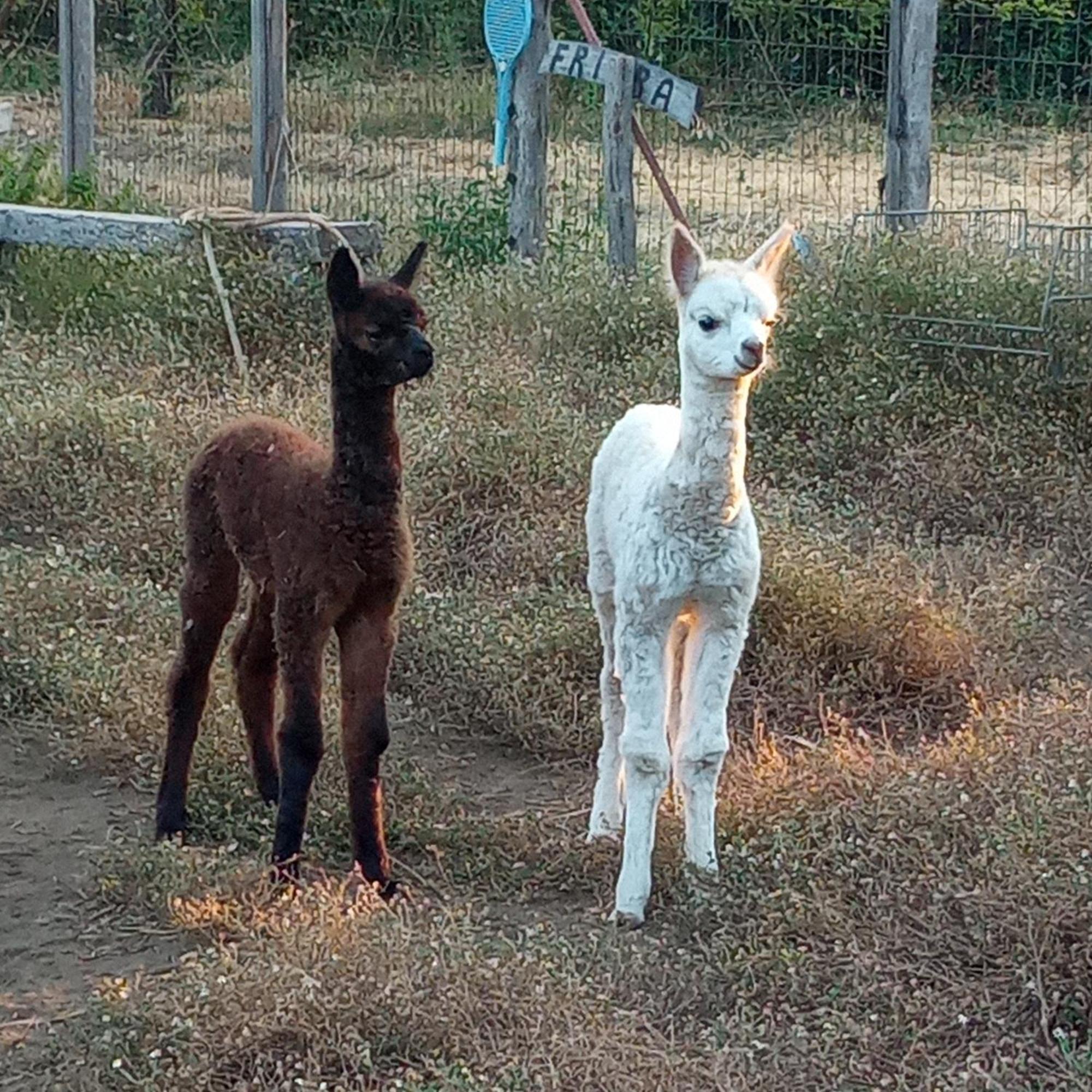 Alpaca Etna Rooms Da Mariagiovanna Лингуаглосса Экстерьер фото